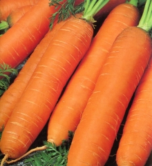 Морковь Неговия F1 - ООО «Семена Тут»