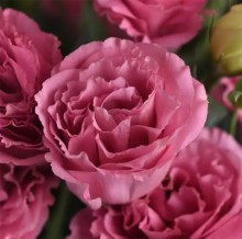 Эустома АБС 2 Роуз [100 драже] - ООО «Семена Тут»