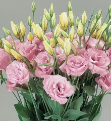 Эустома Супер Мэджик Пинк [250 шт] - ООО «Семена Тут»