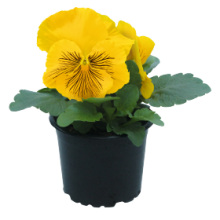 Виола крупноцветковая Кетс Плюс Еллоу [100 шт] - ООО «Семена Тут»