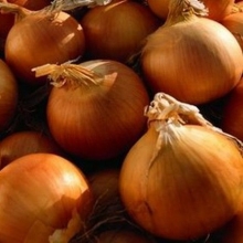 Лук репчатый Барито F1 - ООО «Семена Тут»