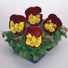 Виола крупноцветковая Кетс Ред энд Голд [100 шт] - ООО «Семена Тут»