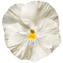 Виола крупноцветковая Колоссус Вайт [100 шт] - ООО «Семена Тут»