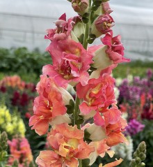 Львиный зев Мадам Баттерфляй Бронз Вайт [1000 шт] - ООО «Семена Тут»