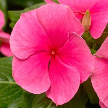 Катарантус Кора Дип Строуберри [1000 шт] - ООО «Семена Тут»