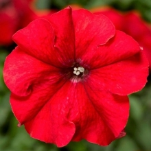 Петуния грандифлора Дувет Ред [1000 драже] - ООО «Семена Тут»