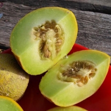 Дыня Паспорт F1 - ООО «Семена Тут»