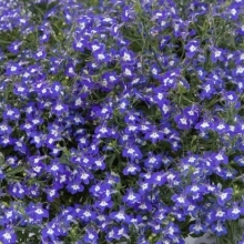 Лобелия плетистая Сапфир - ООО «Семена Тут»