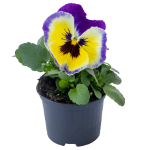 img-1: Виола крупноцветковая Инспайер Плюс Блюберри Лемон [50 шт] - ООО «Семена Тут»