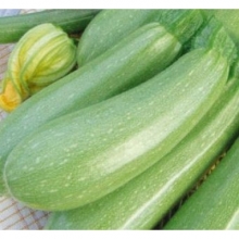 img-1: Кабачок Ардендо 174 F1 - ООО «Семена Тут»