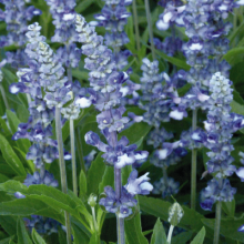 Сальвия мучнистая Фэйри Квин [1000 шт] - ООО «Семена Тут»