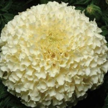 Бархатцы прямостоячие Ванилла F1 [100 шт] - ООО «Семена Тут»