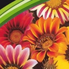 img-1: Газания Саншайн Микс [50 шт] - ООО «Семена Тут»