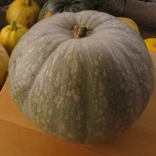 img-1: Тыква крупноплодная Заславия - ООО «Семена Тут»