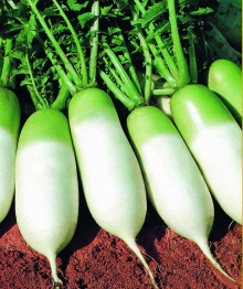 Дайкон (редька китайская) Мисато Грин - ООО «Семена Тут»