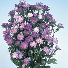 Астра Серенада Блю типпед Вайт  [2500 шт] - ООО «Семена Тут»