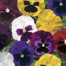 Виола крупноцветковая Колоссус Олл Колорз Микс [1000 шт] - ООО «Семена Тут»