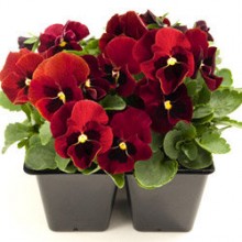 Виола рогатая Эдмаер Ред Блотч [1200 шт] - ООО «Семена Тут»