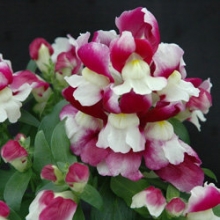 Львиный зев Флорал Шауэрс Вин Биколор [100 шт] - ООО «Семена Тут»