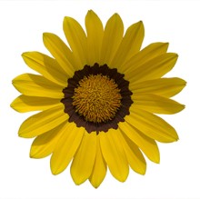 img-1: Газания Энорма Еллоу Виз Ринг [100 шт] - ООО «Семена Тут»