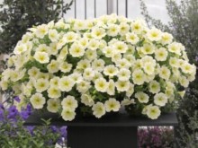 img-2: Петуния ампельная Опера Лемон [1000 драже] - ООО «Семена Тут»