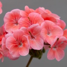 Пеларгония зональная Горизонт Шедоу Салмон [100 шт] (инкруст. семена) - ООО «Семена Тут»