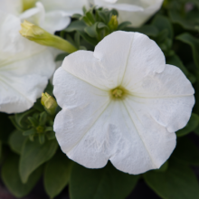 Петуния мультифлора БУМ Эйч ди Вайт [100 драже] - ООО «Семена Тут»