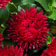 Маргаритка Бам Бам Ред [1000 шт] - ООО «Семена Тут»