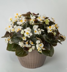 img-1: Бегония гибридная Боулер Вайт [100 драже] - ООО «Семена Тут»