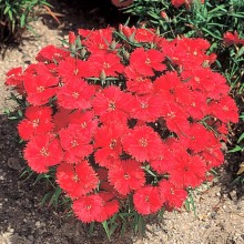 Гвоздика китайская Карпет Файер [100 штук] - ООО «Семена Тут»