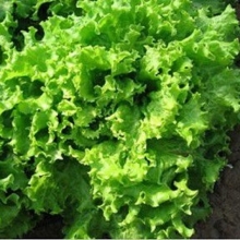 Салат Хьюджин - ООО «Семена Тут»