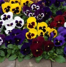 Виола крупноцветковая Маммот Маскарад Микс [100 шт] - ООО «Семена Тут»