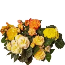 img-1: Бегония клубневая Лимитлесс Сансет [250 драже] - ООО «Семена Тут»