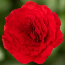 Бегония клубневая Лимитлесс Вельвет Ред Комп [1000 драже] - ООО «Семена Тут»