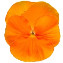 Виола крупноцветковая Дельта Про Клиа Оранж [100 шт] - ООО «Семена Тут»