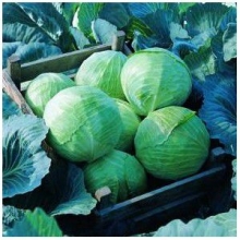 Капуста белокочанная Леннокс F1 - ООО «Семена Тут»