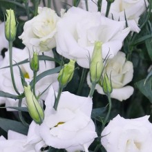 Эустома Арена 1 Вайт [1000 драже] - ООО «Семена Тут»