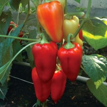 Перец Князь серебряный - ООО «Семена Тут»