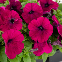 Петуния мультифлора БУМ Эйч ди Бургунди [100 драже] - ООО «Семена Тут»