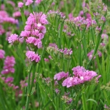 img-1: Статица КИС Роуз [1000 шт] - ООО «Семена Тут»