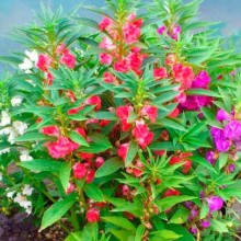 img-1: Бальзамин Том Самб - ООО «Семена Тут»