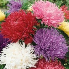 Астра Павлова Микс - ООО «Семена Тут»