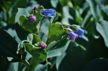 img-2: Мертензия Сильвер Океан [1000 шт] - ООО «Семена Тут»