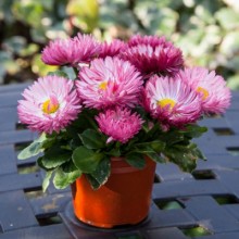 img-1: Маргаритка Бам Бам Роуз [1000 шт] - ООО «Семена Тут»