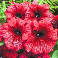 Петуния грандифлора Дэдди Ред [5000 драже] - ООО «Семена Тут»