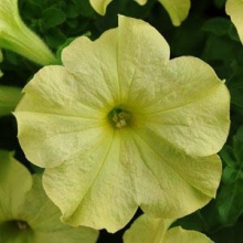 Петуния грандифлора Софистика Лайм Грин [10 драже] - ООО «Семена Тут»