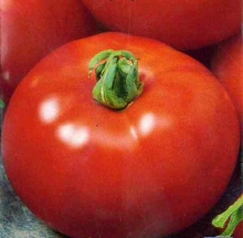 Томат Аризона - ООО «Семена Тут»