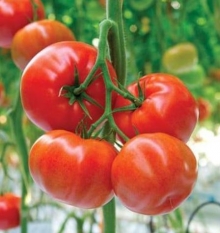 Томат Форонти F1 - ООО «Семена Тут»