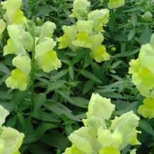 Львиный зев Снэппи Еллоу [1000 шт] - ООО «Семена Тут»