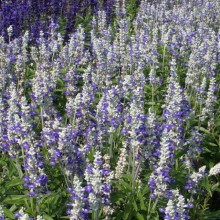 img-1: Сальвия мучнистая Страта Блю Вайт [5000 шт] - ООО «Семена Тут»